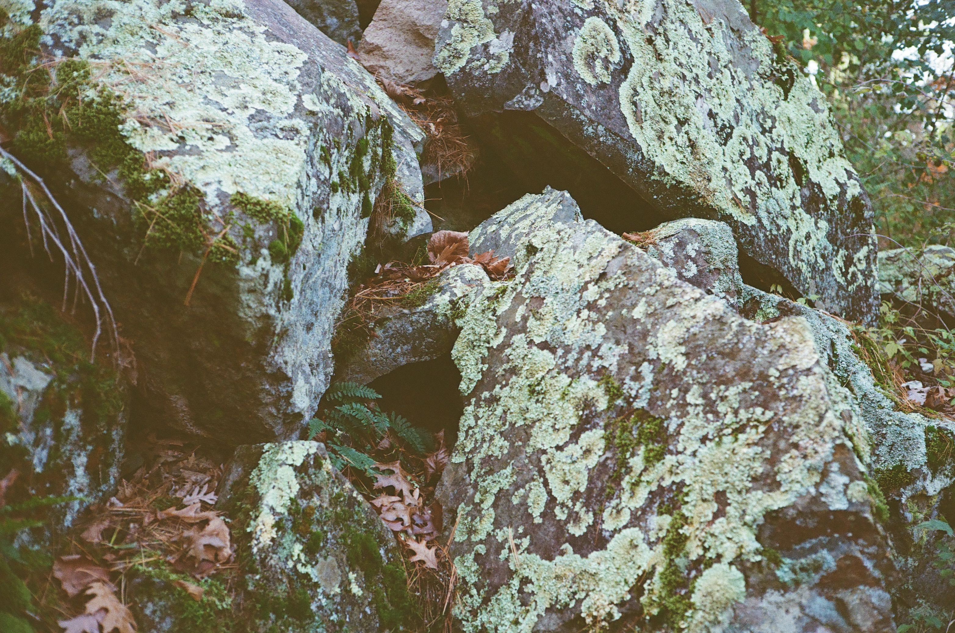 Interstate State Park, St Croix Falls WI - Lichen